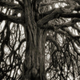 Illustration for article titled Extraordinary pictures of the most ancient trees on Earth